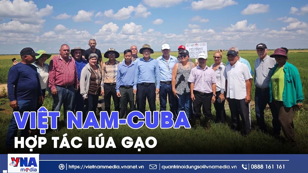 Hợp tác lúa gạo Việt Nam-Cuba: Gieo mồ hôi, gặt mùa vàng - VNA