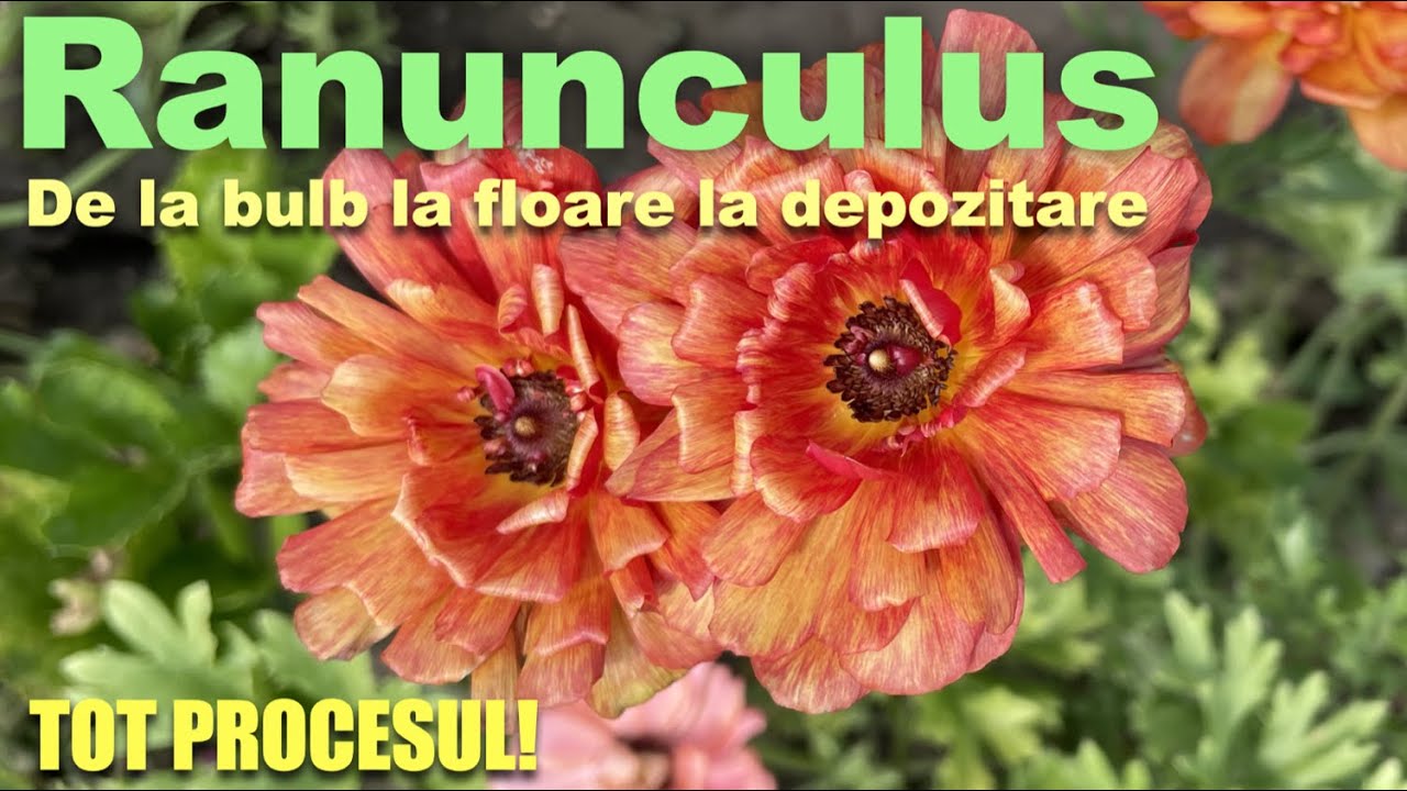 Ranunculus. Toate etapele de la bulb la floare la depozitare!