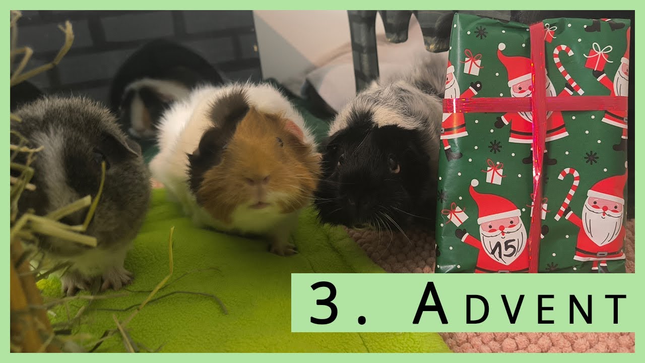Meerschweinchen Adventskalender -  was ist im vierten Päckchen?