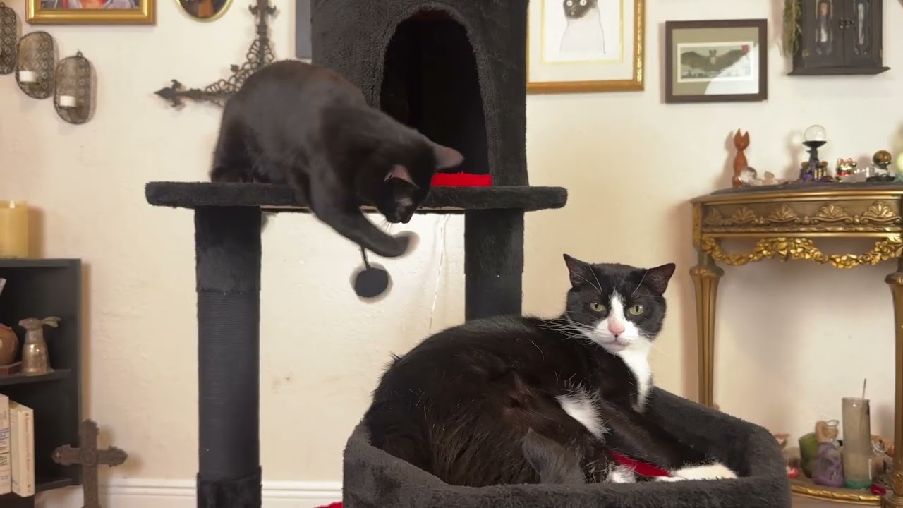 Gothic Cat Tree Review