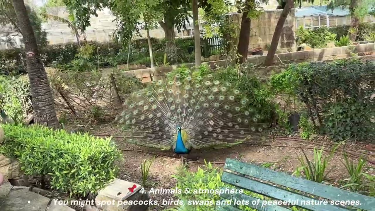 🌿 San Anton Gardens — Malta’s secret green escape 🇲🇹✨