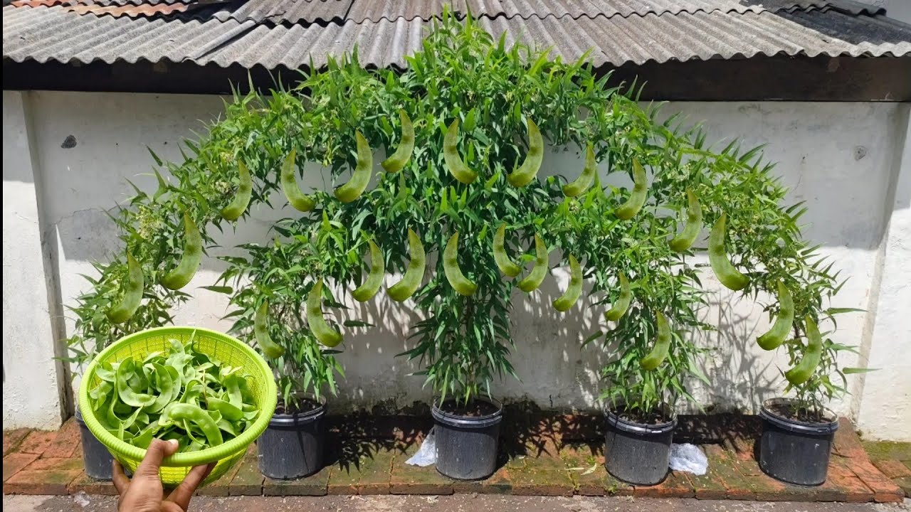 solusi menanam sayur di musim hujan menanam koro hijau di kaleng || green koro