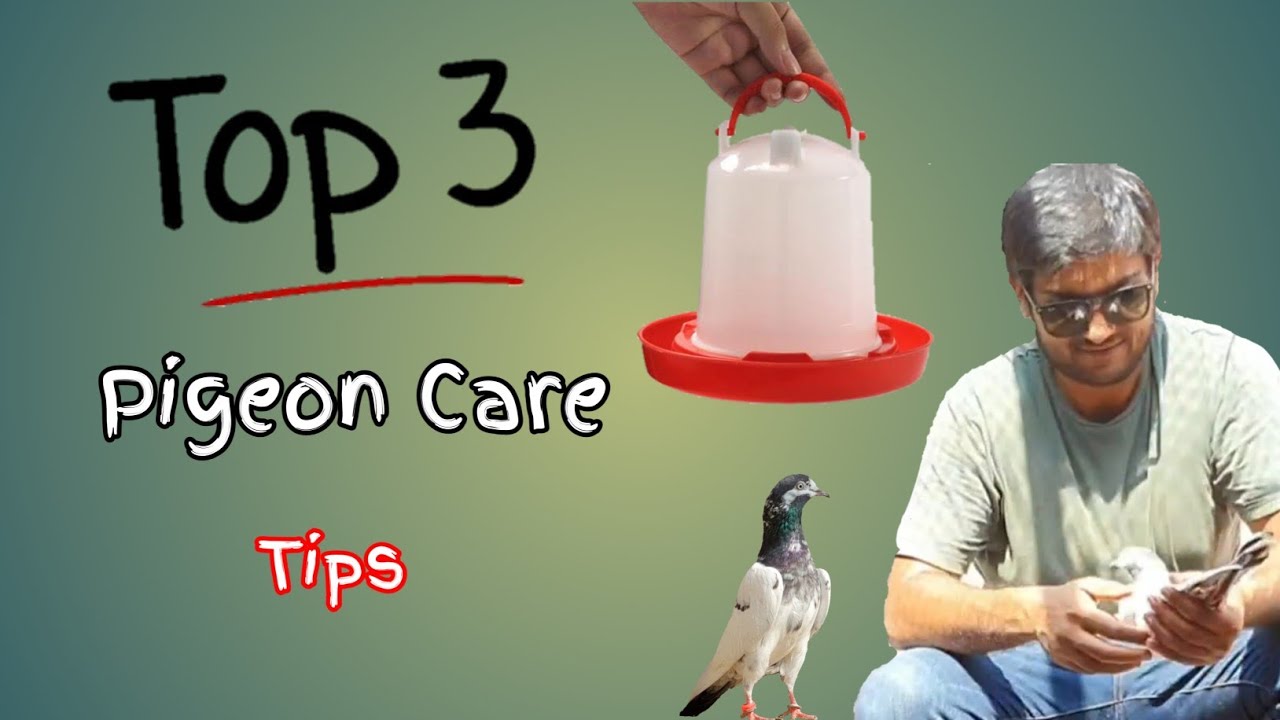 Pigeon Care Tips For Beginners