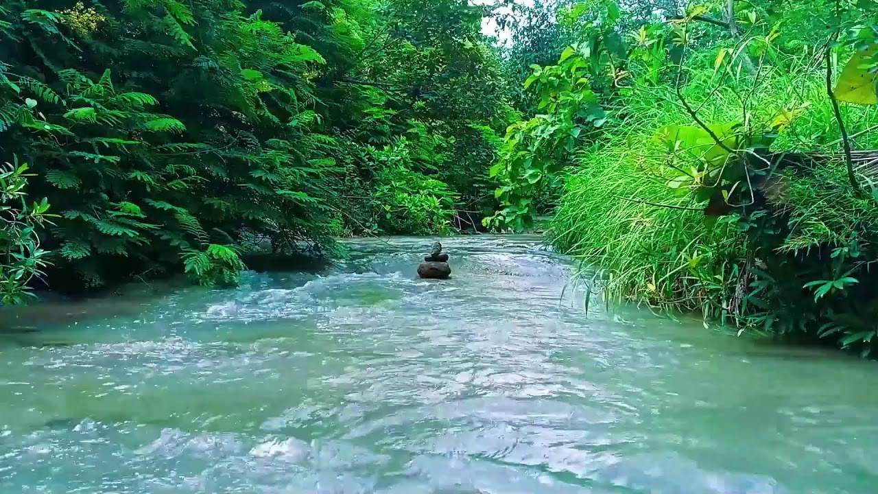 Peaceful Forest River Stream | 24/7 ASMR Nature Sounds for Sleep & Focus