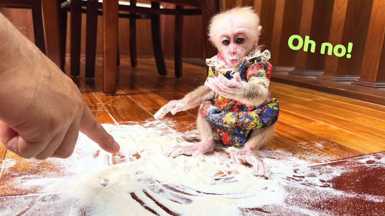 Monkey Kyo's unexpected reaction after causing....big trouble!