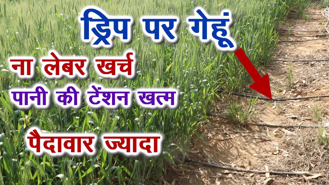 ड्रिप इरिगेशन से गेहूं उगाने के फायदे हैरान कर देंगे, ना लेबर खर्च, कम पानी, कम खाद, पैदावार ज्यादा