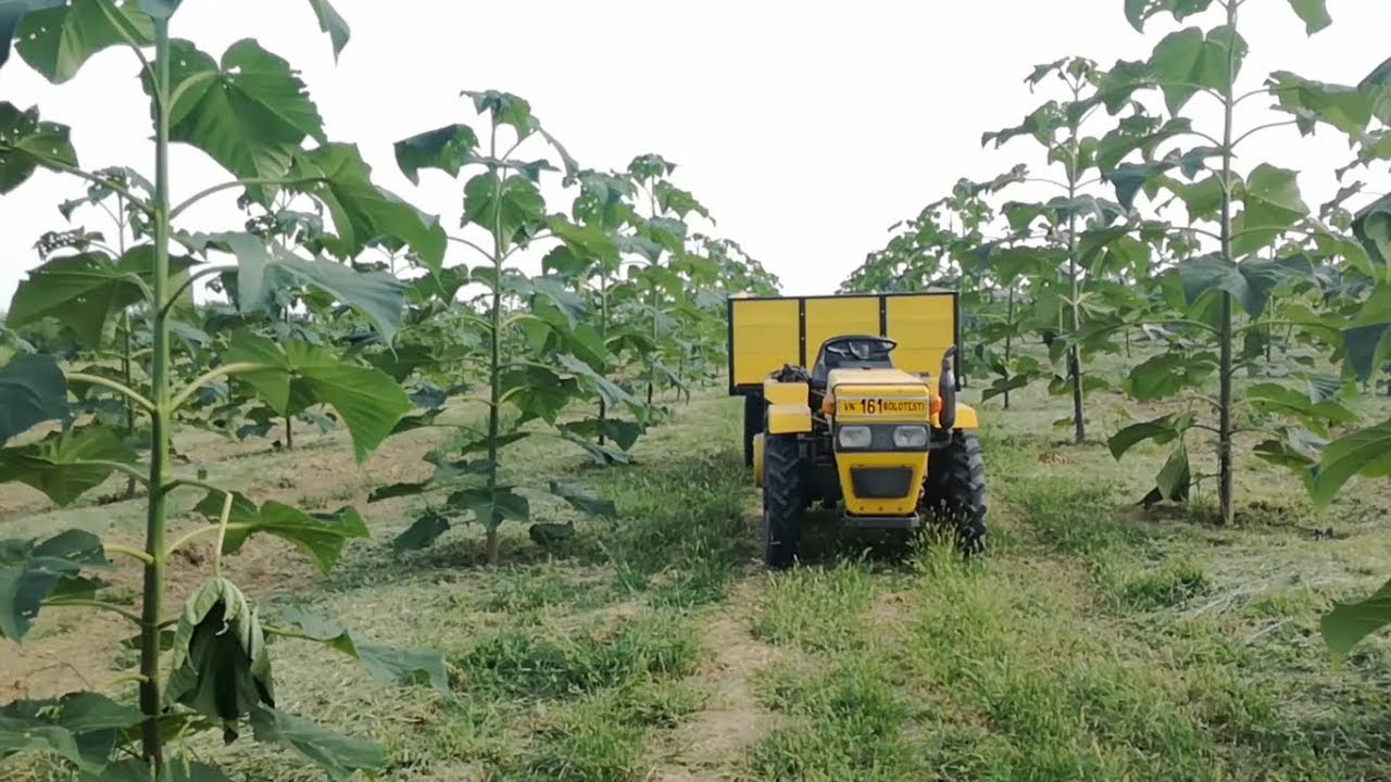 Evolutia plantelor de Paulownia - anul 1 de vegetatie