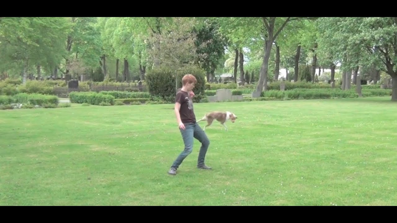 What does the fox say? - starring Tug the terrier