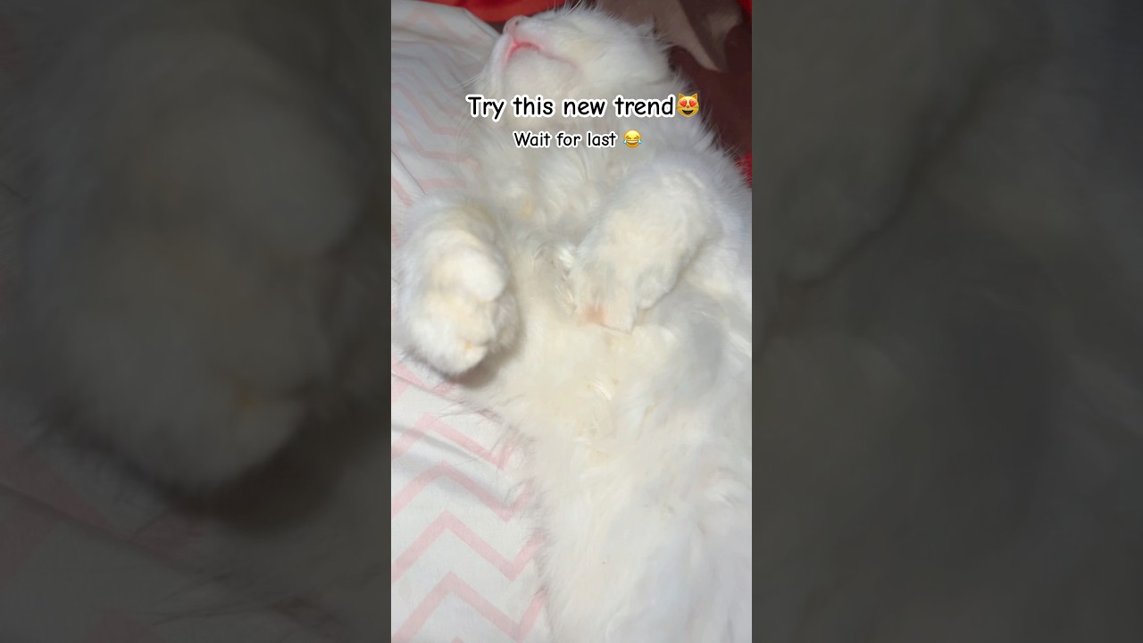 Попробуйте этот новый тренд и станьте вирусным 😻😻 #шорты #смешныекошки