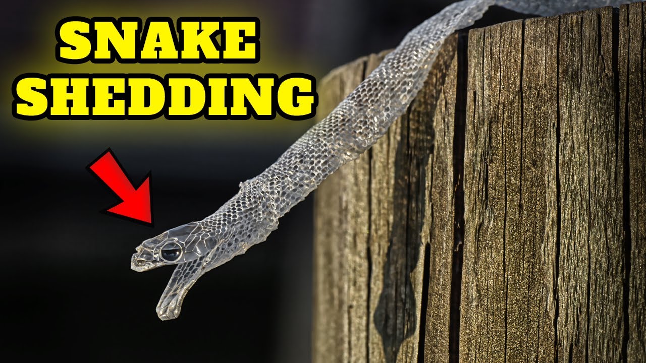 How long does it take for a snake to shed Guide for Beginners