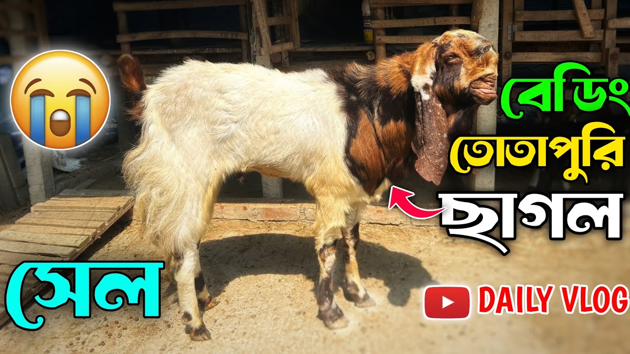 বেডিং তোতাপুরি ছাগল সেল 😔 নিউ গোট ফার্মের ভিডিও 🐐 নিউ ব্লক ভিডিও🎥 রায়দিঘিতে বেটিং তোতাপুরী ছাগল সেল
