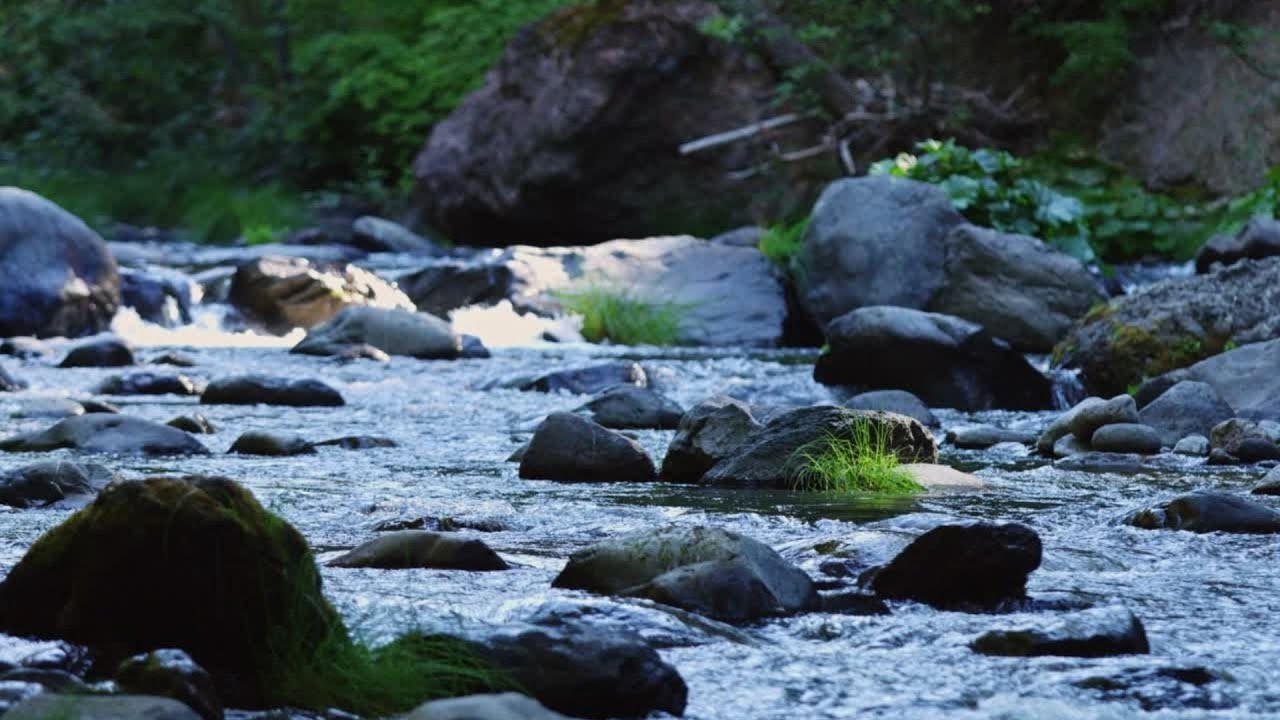 1 Hour Forest Stream | Flowing Water & Real Nature Sounds for Relaxation & Sleep