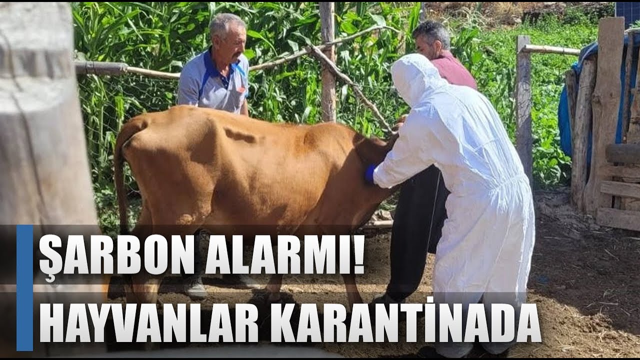 Şarbon Alarmı! 600 Hayvan Karantinada / AGRO TV HABER