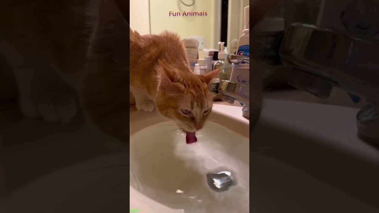 Cute Animals 😅 funny cats meme 😹 #funanimals Ep 5412