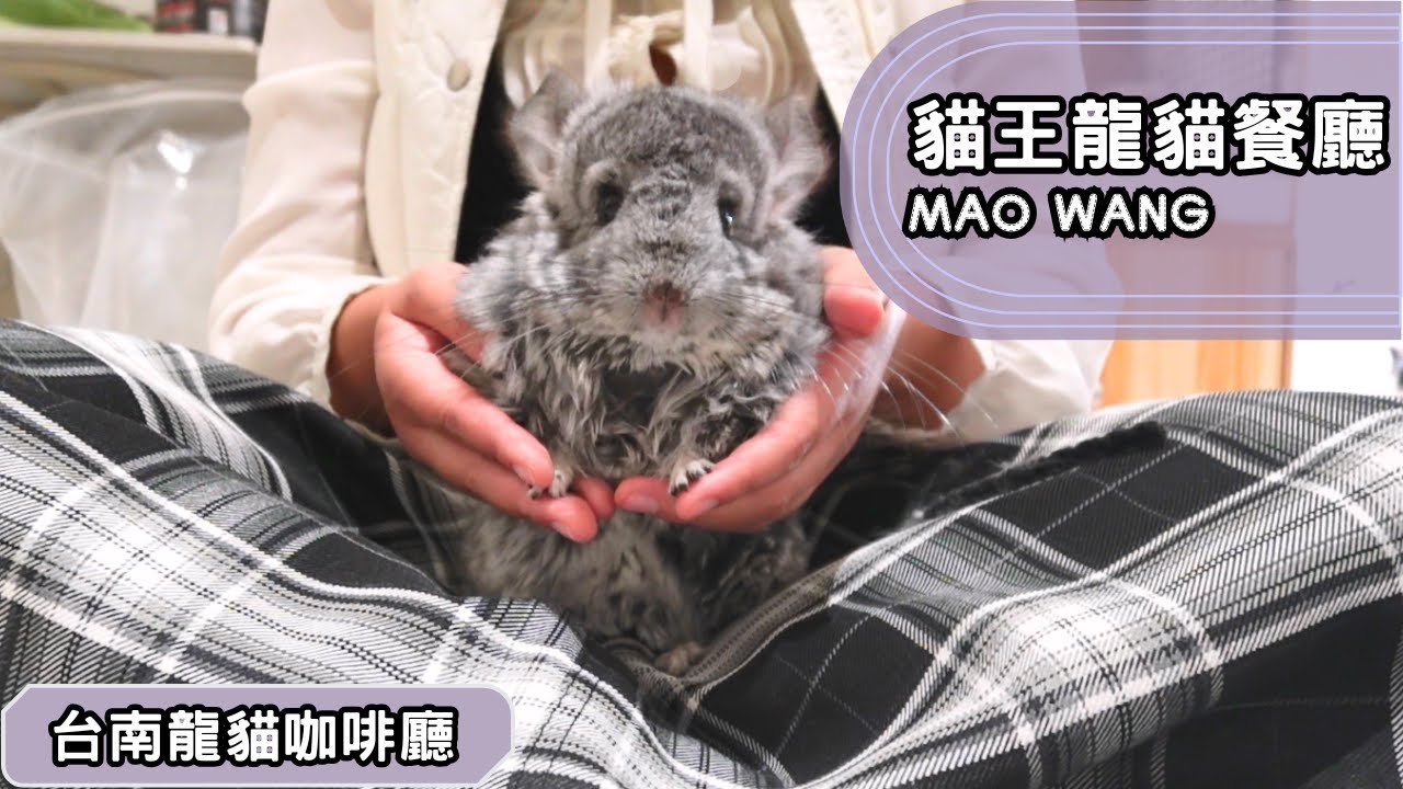 台南龍貓咖啡廳！擼狗擼貓擼龍貓🤩｜MAO WANG 貓王龍貓餐廳 台南市中西區