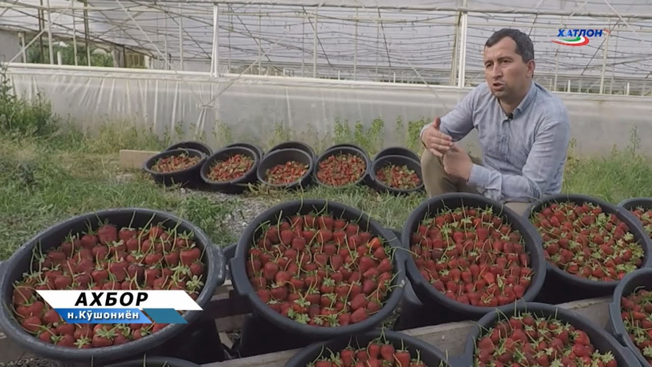 Парвариши қулфинай барои тамоми фасли сол дар ноҳияи Кӯшониён