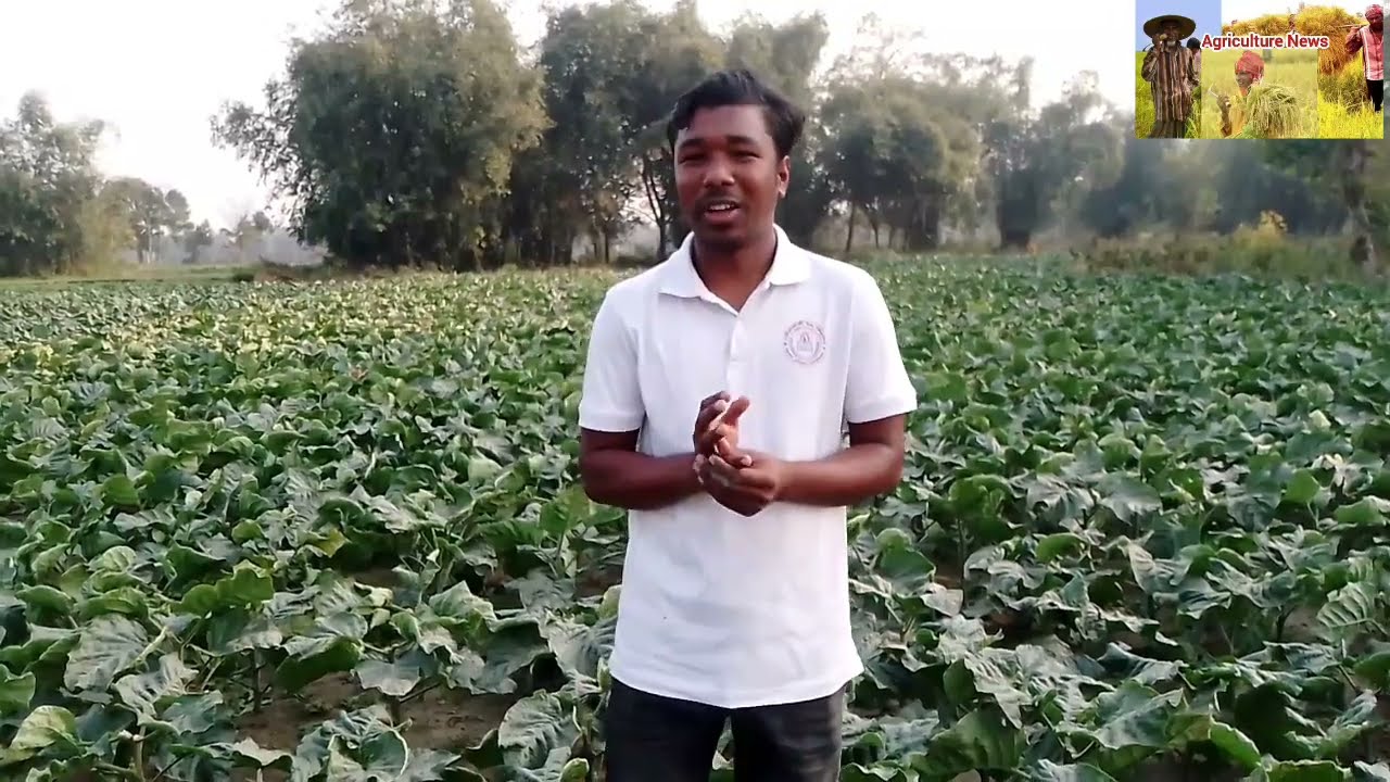 তামাক চাষে কতটা লাভবান হয় কৃষক 