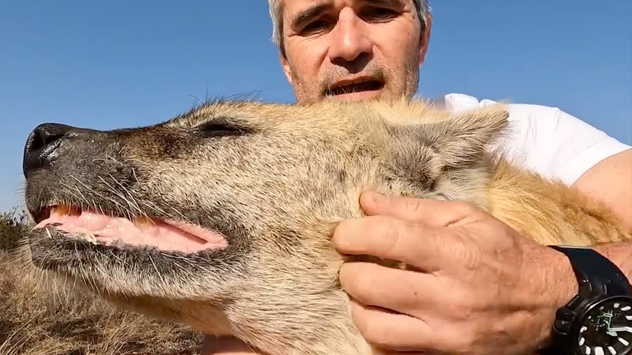 Hyenas - Hunters or Scavengers? | The Lion Whisperer