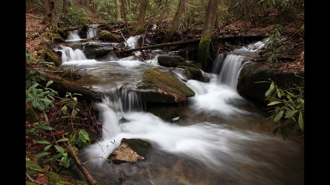 Big Spring Draft, Wykoff Run - Quehanna Wilds