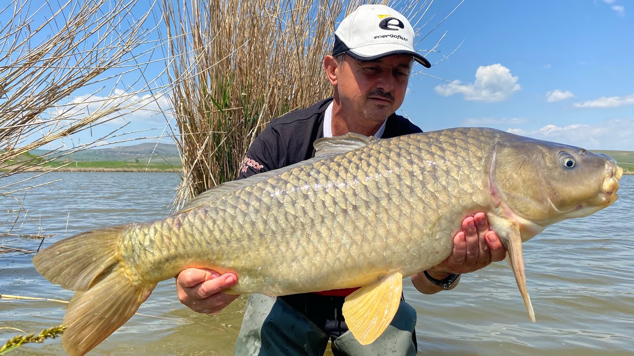 Montura classica method feeder pentru crap si caras mare