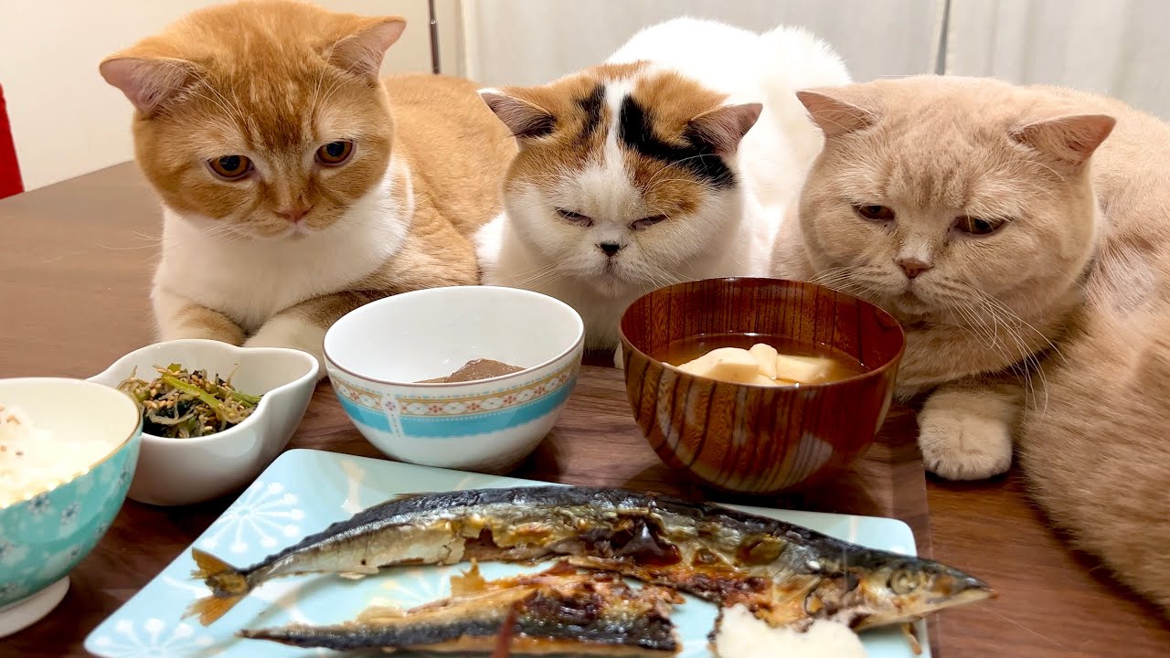 干物を焼いた結果、猫がたくさん集まってくる