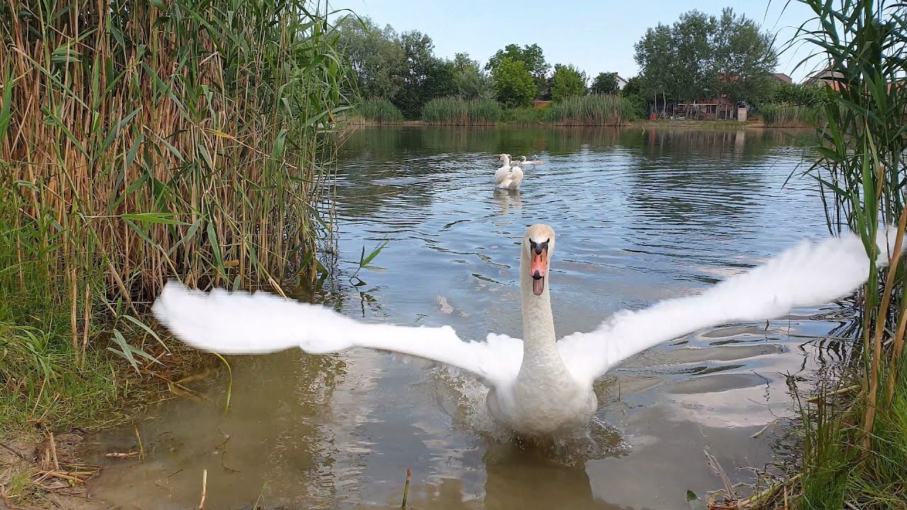 Swan defends their kids