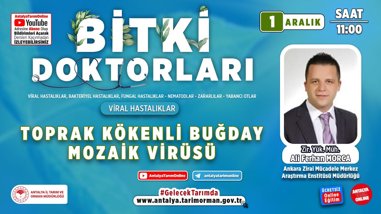 Bitki Doktorları 127- Toprak Kökenli Buğday Mozaik Virüsü