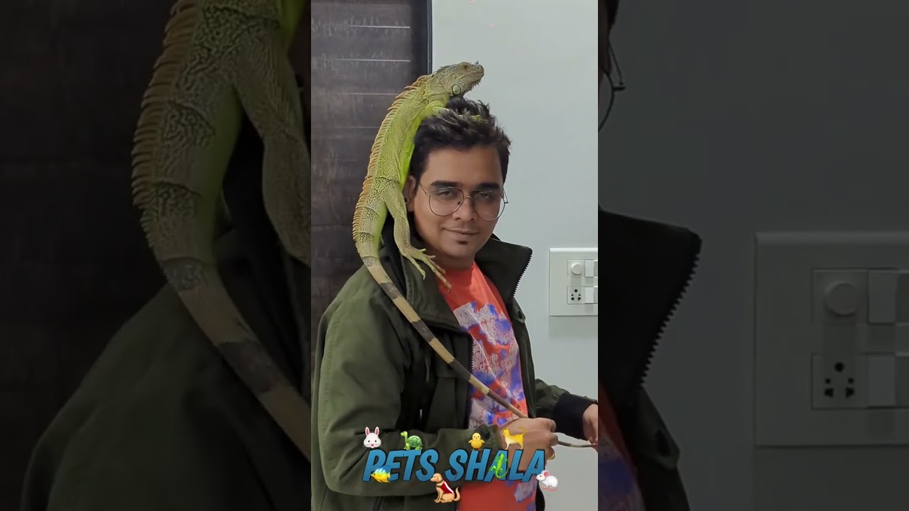 Me & my green iguana t-rex 🦖 | Hand taming my iguana | Pets Vlog Hindi #petsvlog #petsshala  #iguana