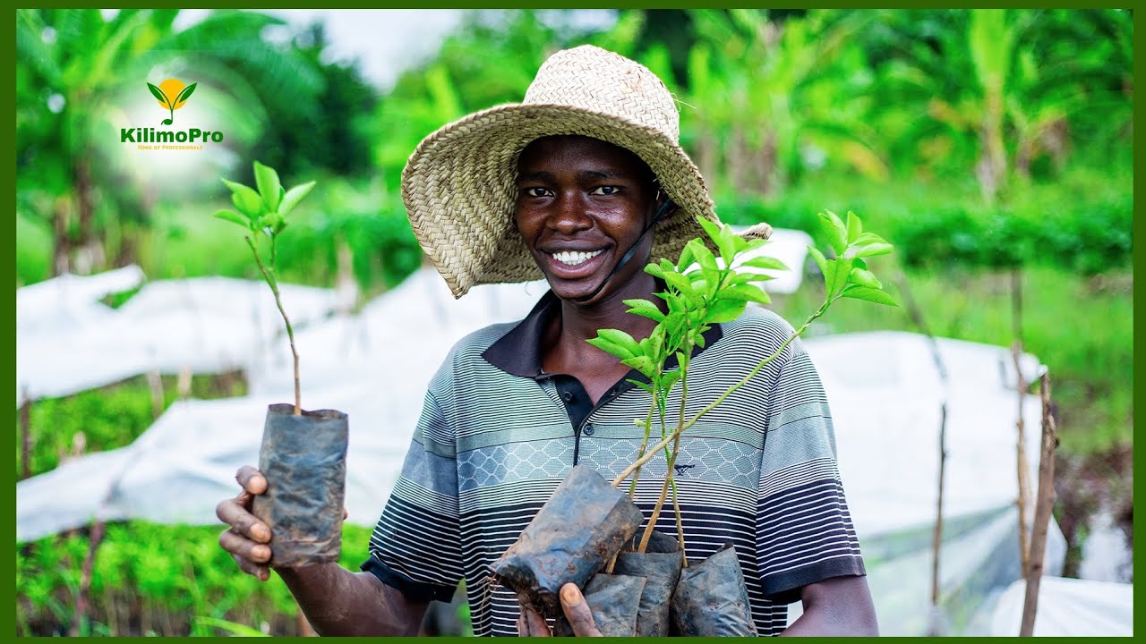 KILIMO CHA MACHUNGWA KIBIASHARA, MATUNDA 1500, ZINGATIA MICHE BORA NA UTUNZAJI WA SHAMBA, EKARI 300
