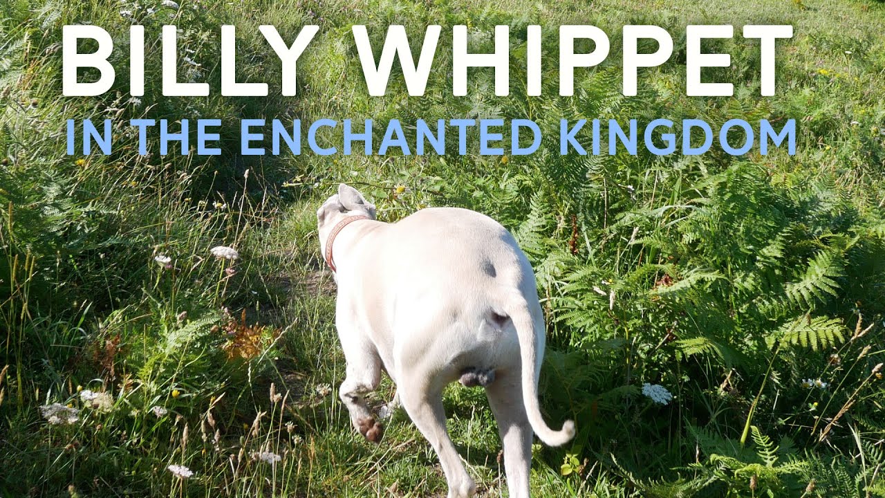 Billy Whippet In The Enchanted Kingdom