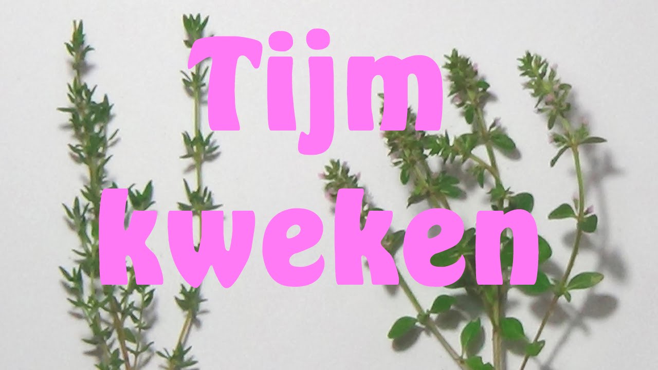 Tijm kweken