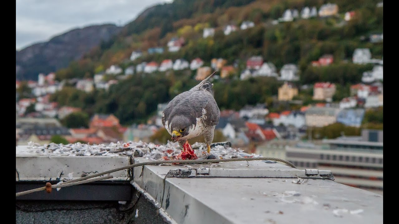 Urban peregrine falcon hunting pigeons in the middle of the night. Volume 1.
