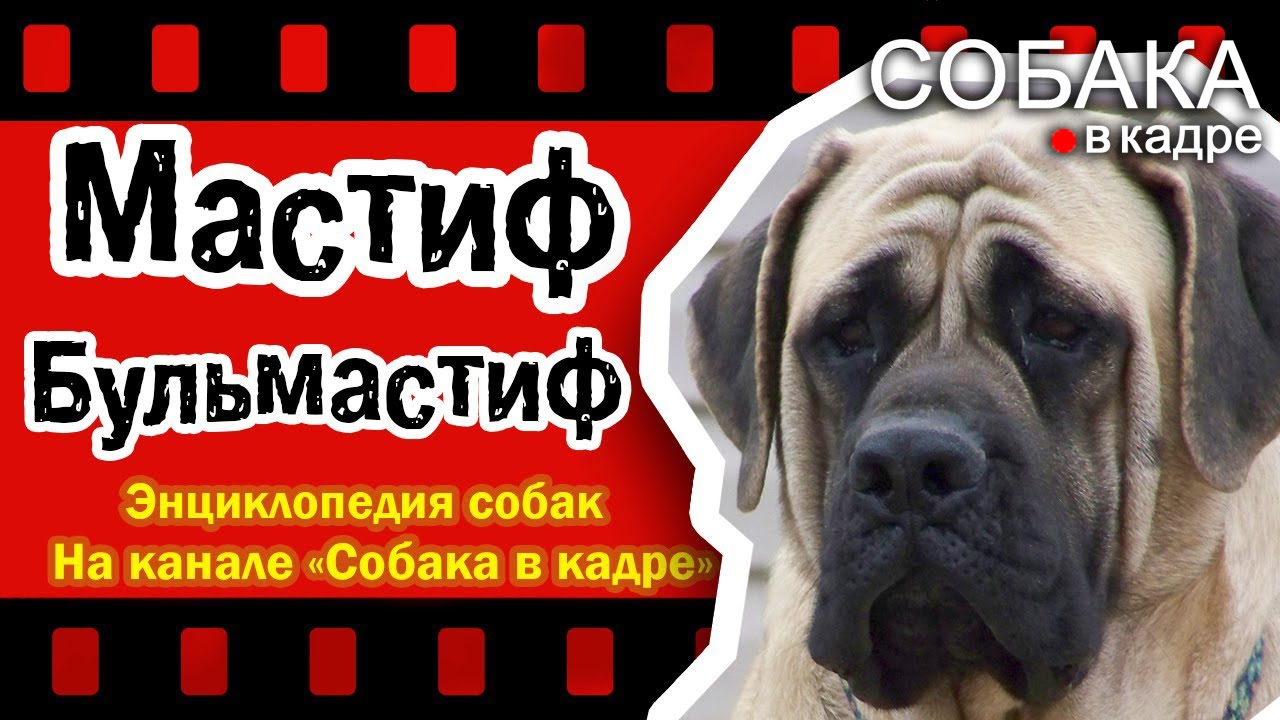 Мастиф,Бульмастиф. Энциклопедия собак.