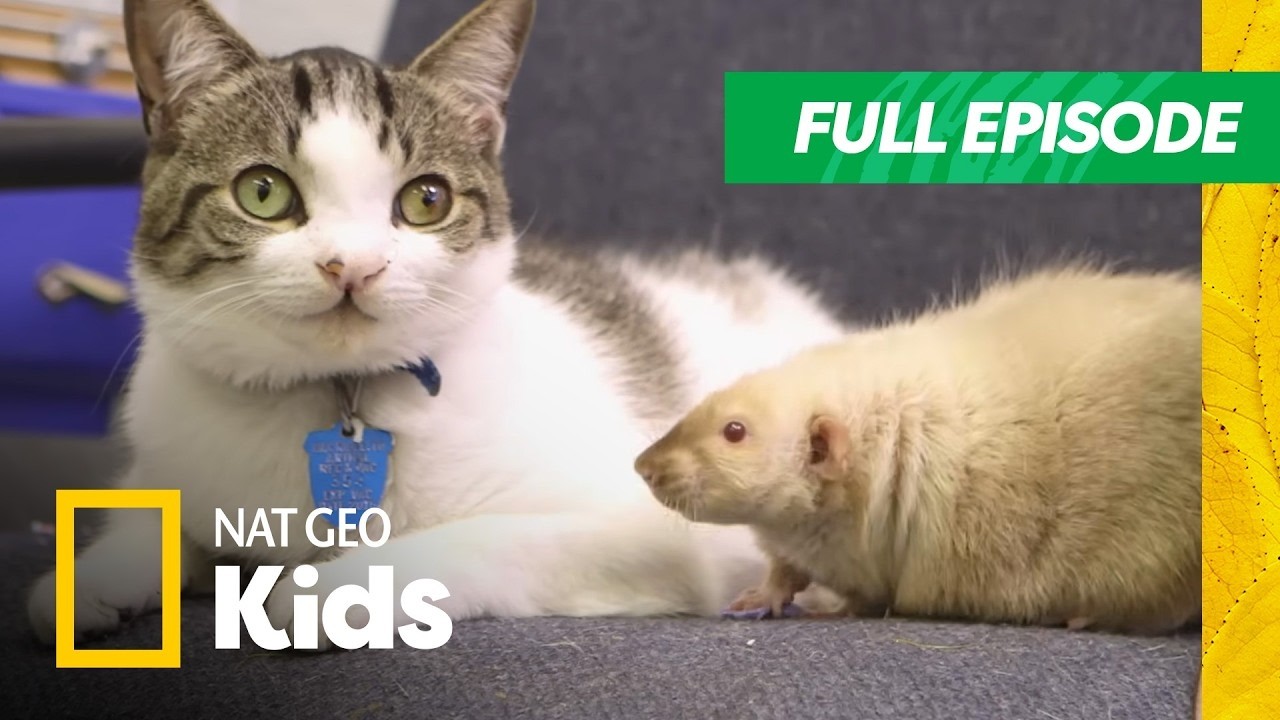 Unlikely Animal Friends Full Episode | Cat Best Friends 😻 | Nat Geo Kids