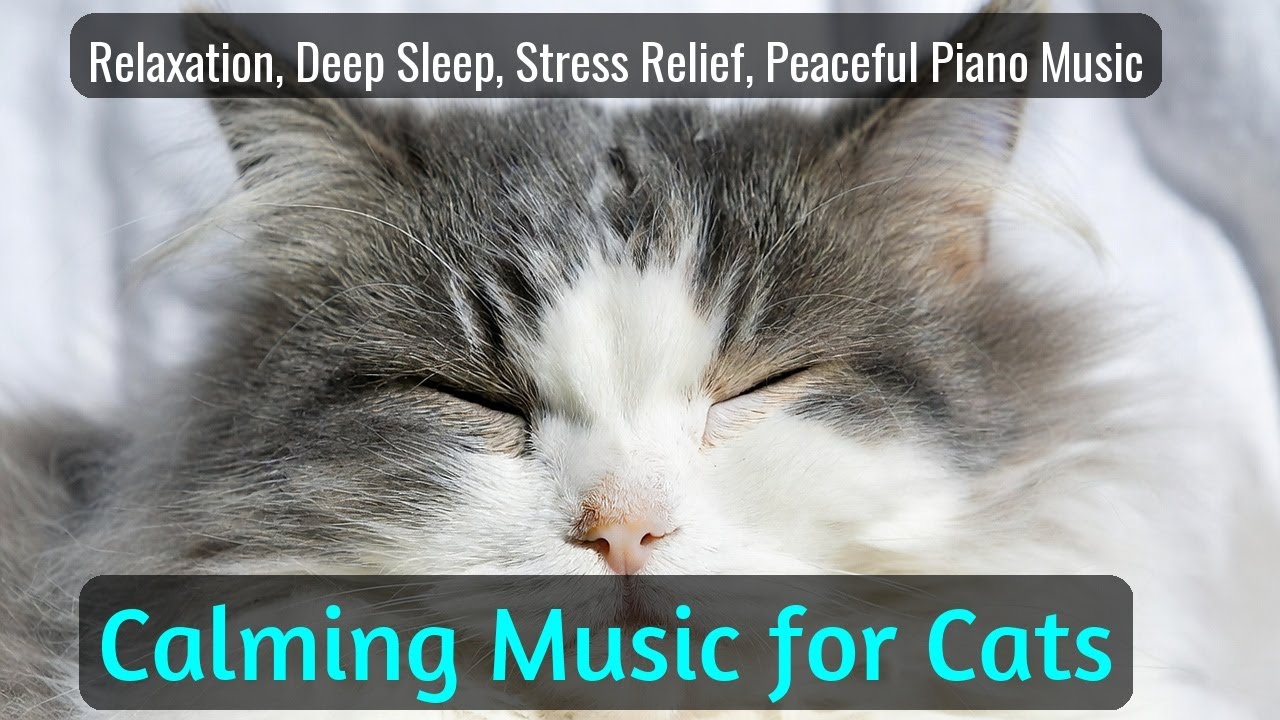 LIVE Fluffy Cat Sleeping for Night Relaxation 🌙 | Season 25