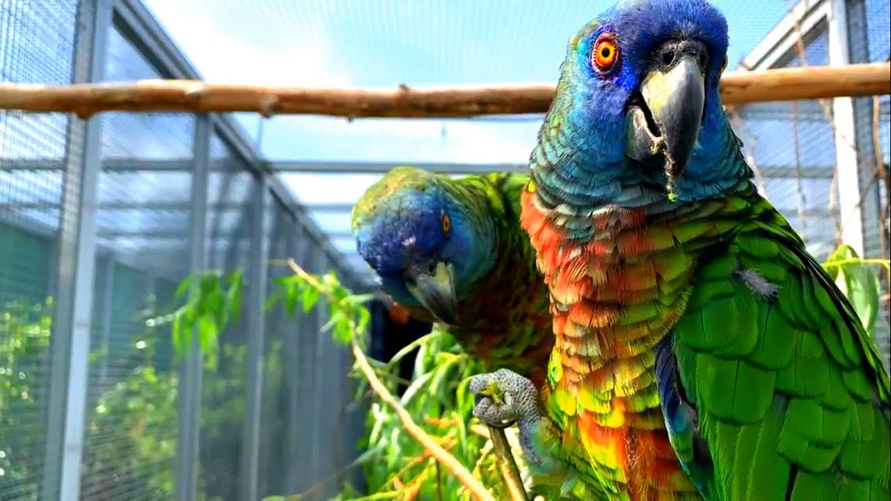 Amazing Eyes of Amazon Parrots #cute #beautiful #viral #parrot