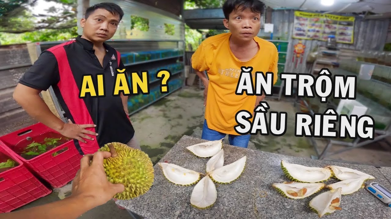 Anh Nhí Betta Bị Ăn Trộm Trái Sầu Riêng Và Phản Ứng Quá Bất Ngờ