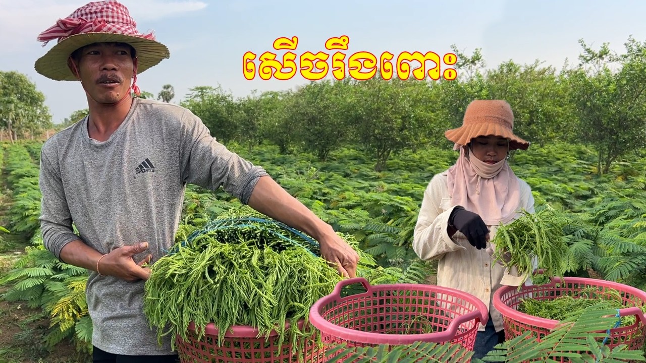 សួរមួយសំនួរ សើចរឹងពោះ ទិដ្ឋភាពក្នុងចម្កា