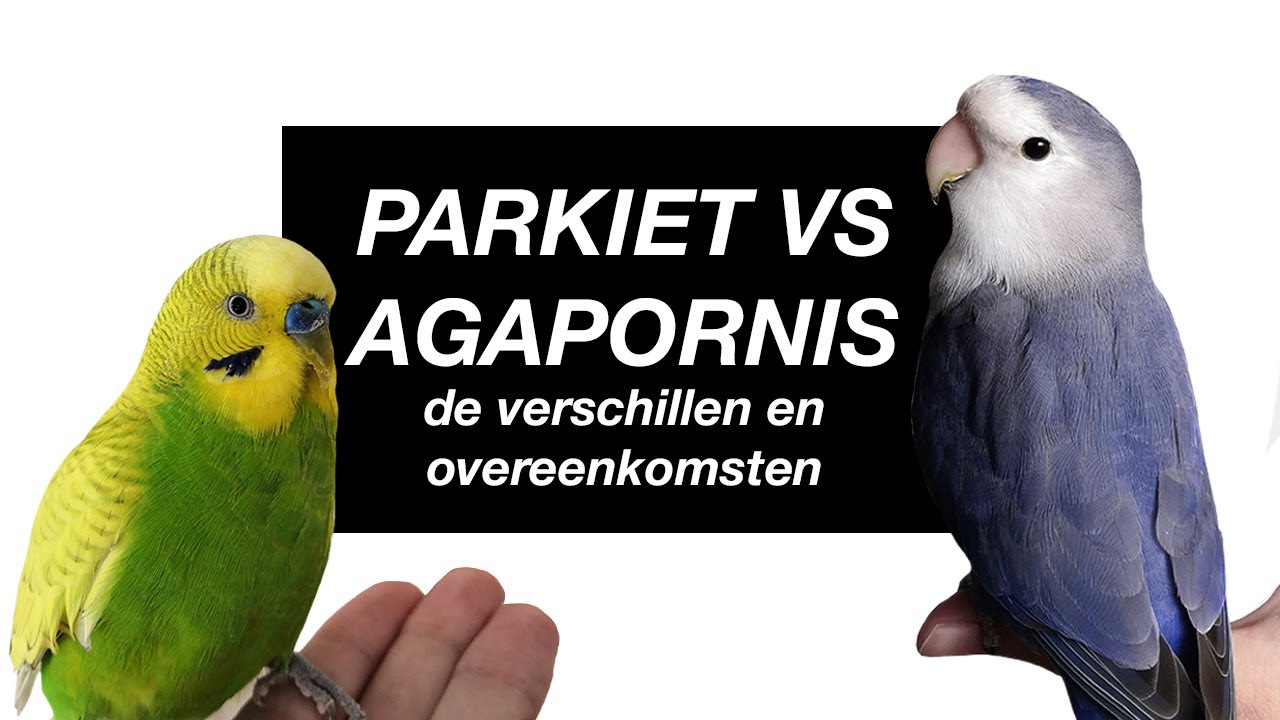 Parkiet vs Dwergpapegaai: de verschillen en overeenkomsten