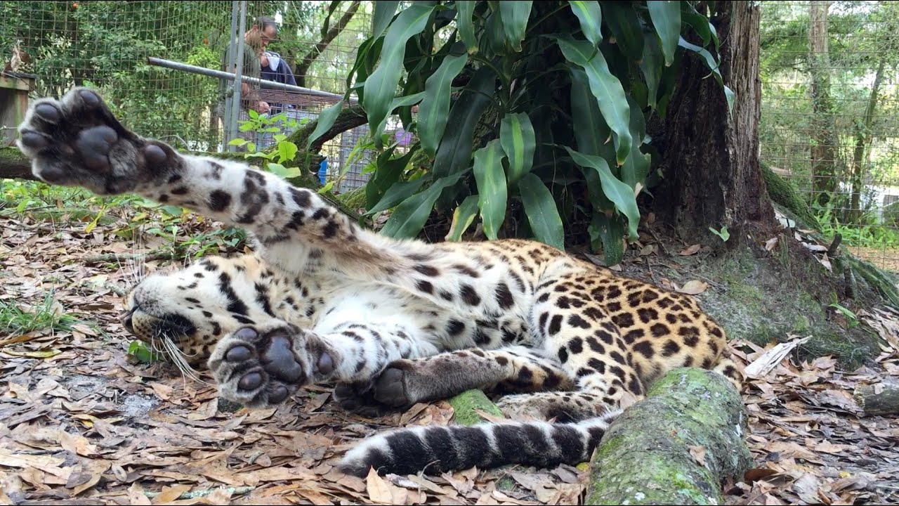 Cheetaro Leopard Has a Seizure