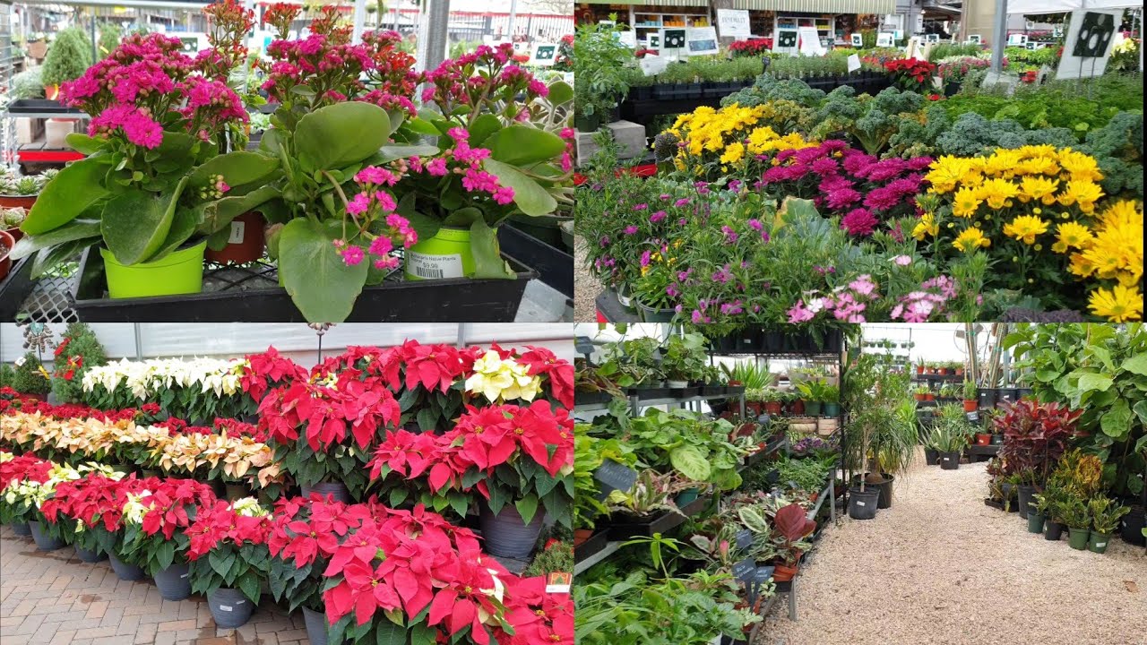 Tour Por Un Maravilloso y Espectacular Vivero! #jardineria #jardincasero