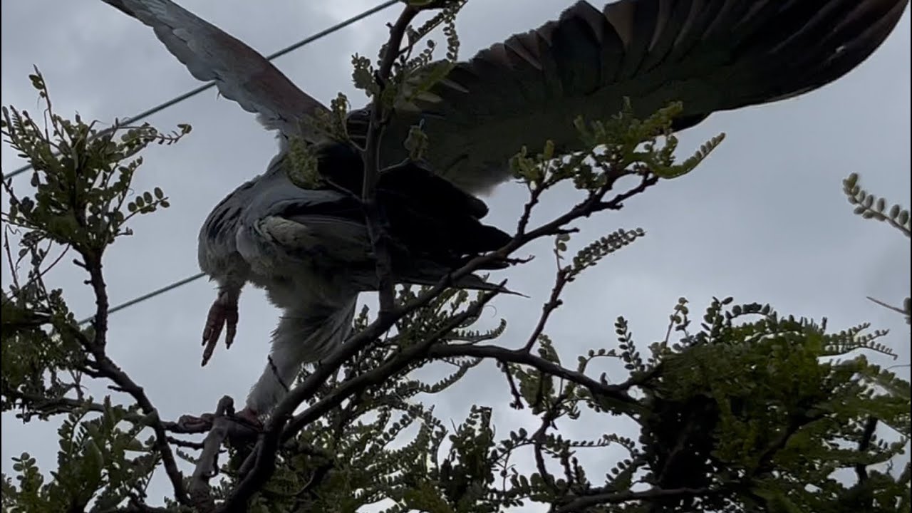 Wood Pigeon Closeups 