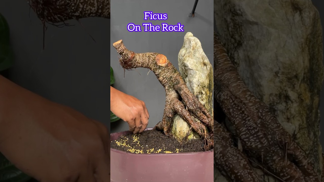 Ficus Tree Bonsai on Rock Very Cool