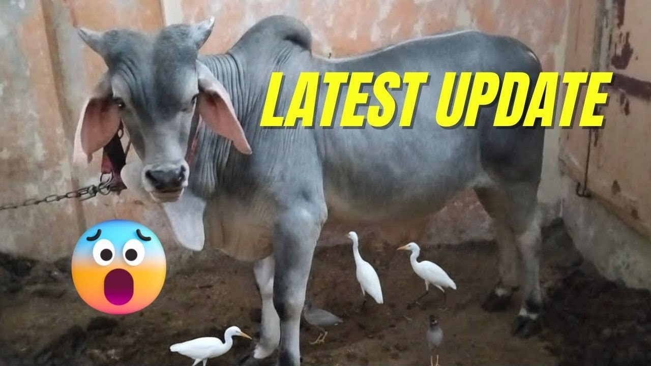 Latest Update 🐄🔥 | Desi Cow Full Update 2026 | Health, Care & Daily Routine