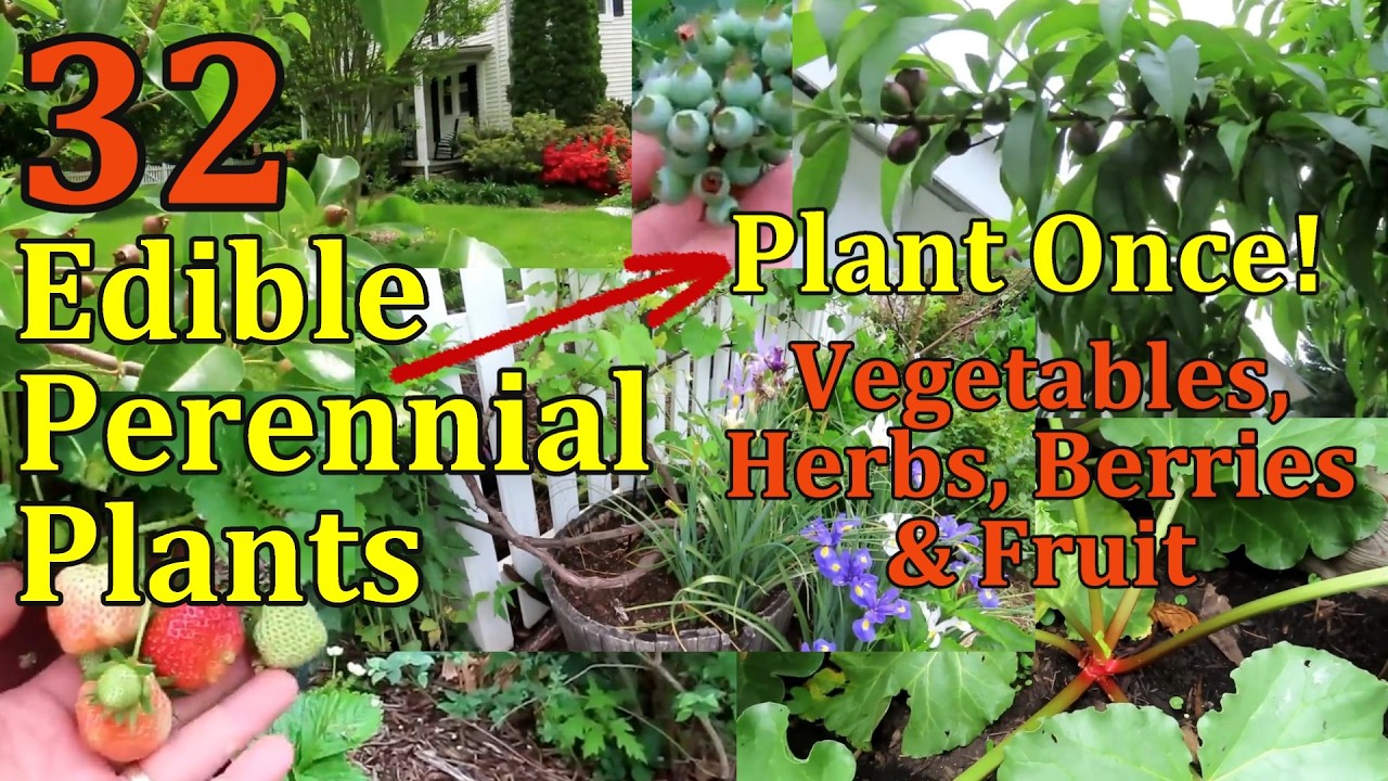 32 Edible Garden Plants to Plant Once & Enjoy For Years (Food That Grows Back Every Year)