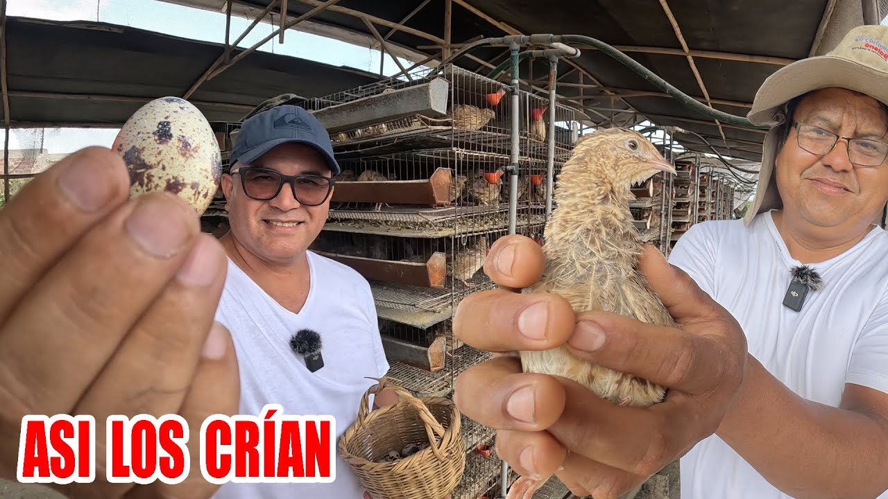 🥚 ASÍ SE PRODUCEN LOS HUEVOS DE CODORNIZ | ¿Los comerías después de ver este video? | Dilo Nomás