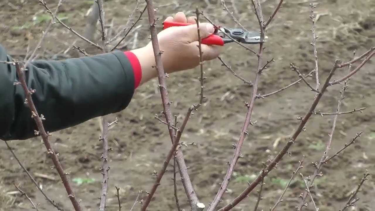 AGRO PREPORUKA - Zimska rezidba voćaka