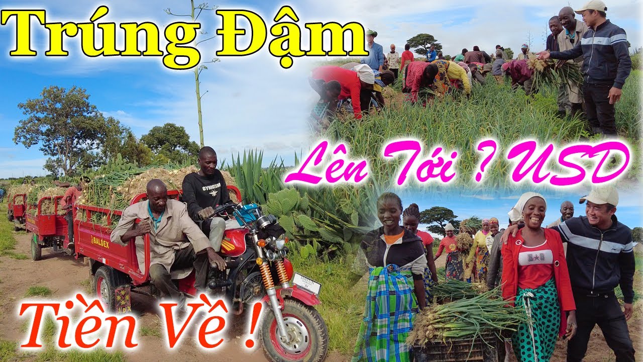 Công Giáp || Thu Về Bao Nhiêu ? USD, Bản Maiala Vỡ Oà Khi Giá Hành Lên Cao Trong Ngày Thu Hoạch ???