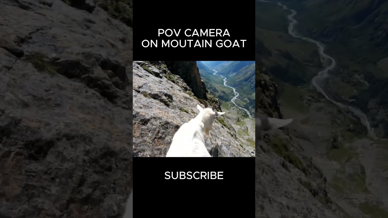POV CAMERA ON A MOUNTAIN GOAT  #cctv #GOAT #funny  #memes #cat #animals