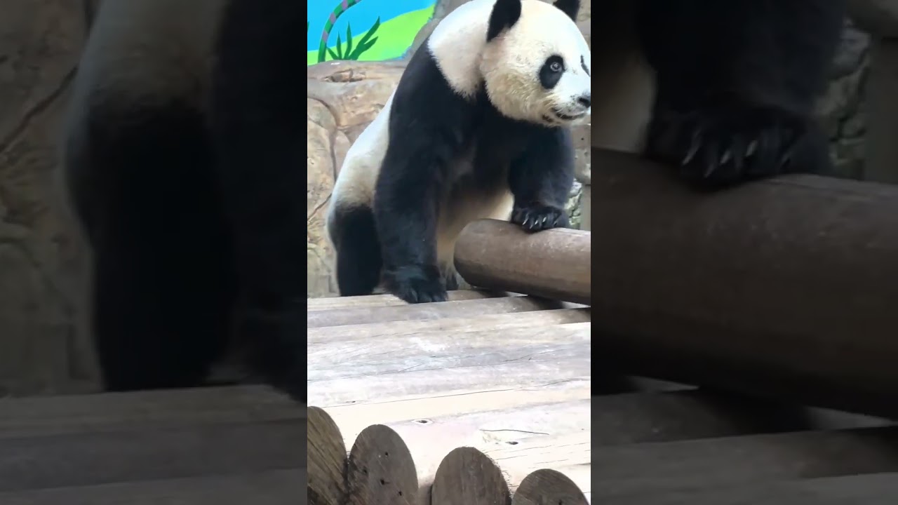 The panda slips and loses its footing, swooshing off the platform&mdash;both shocking and adorable #panda